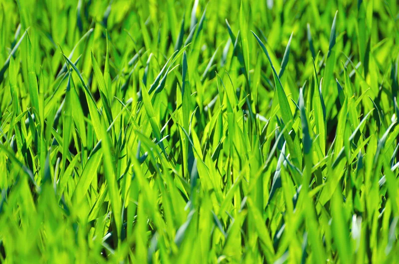 The Future of Grass: Reimagining Its Potential and Our Green Future
